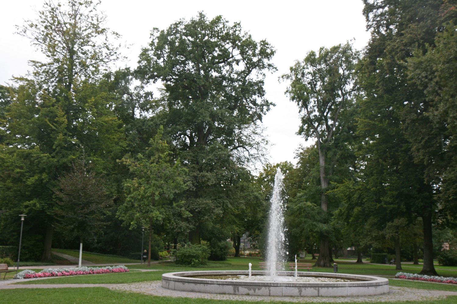 Quercus robur - Karlsruhe-Durlach - Sept. 2019