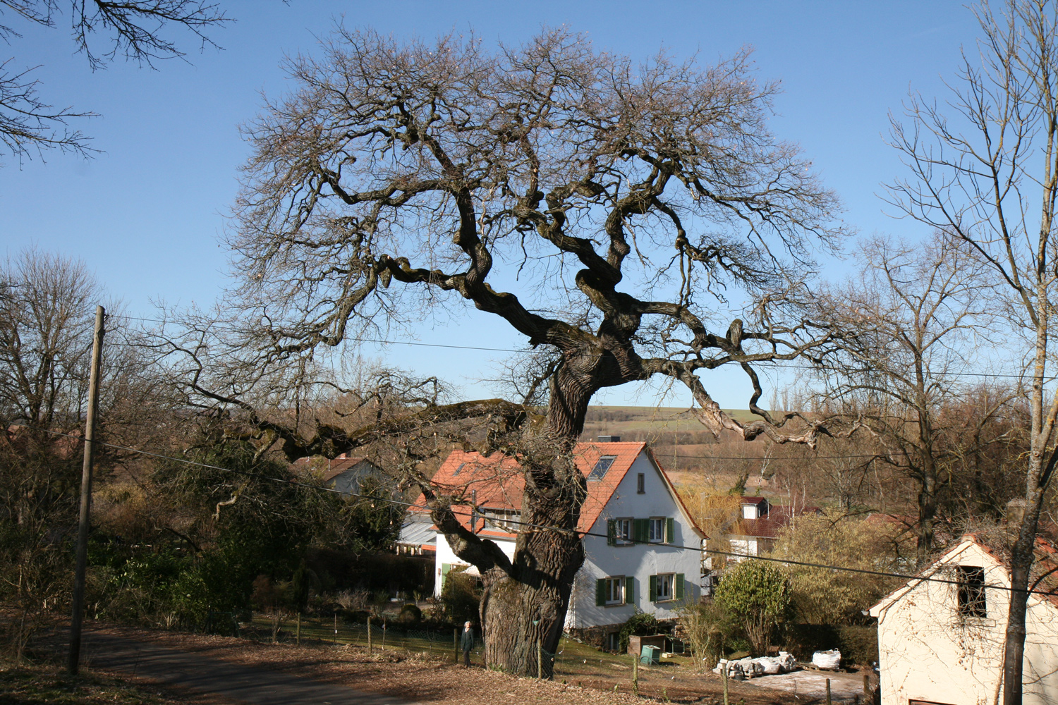 Quercus robur - Bolanden-Weierhof - Febr. 2019