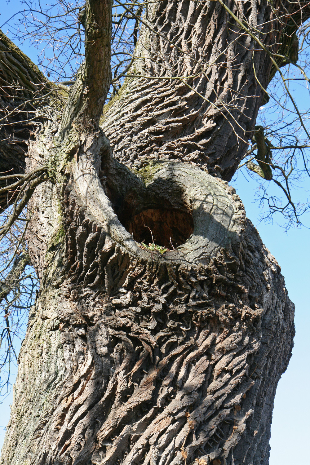 Quercus robur - Bolanden-Weierhof - Febr. 2019