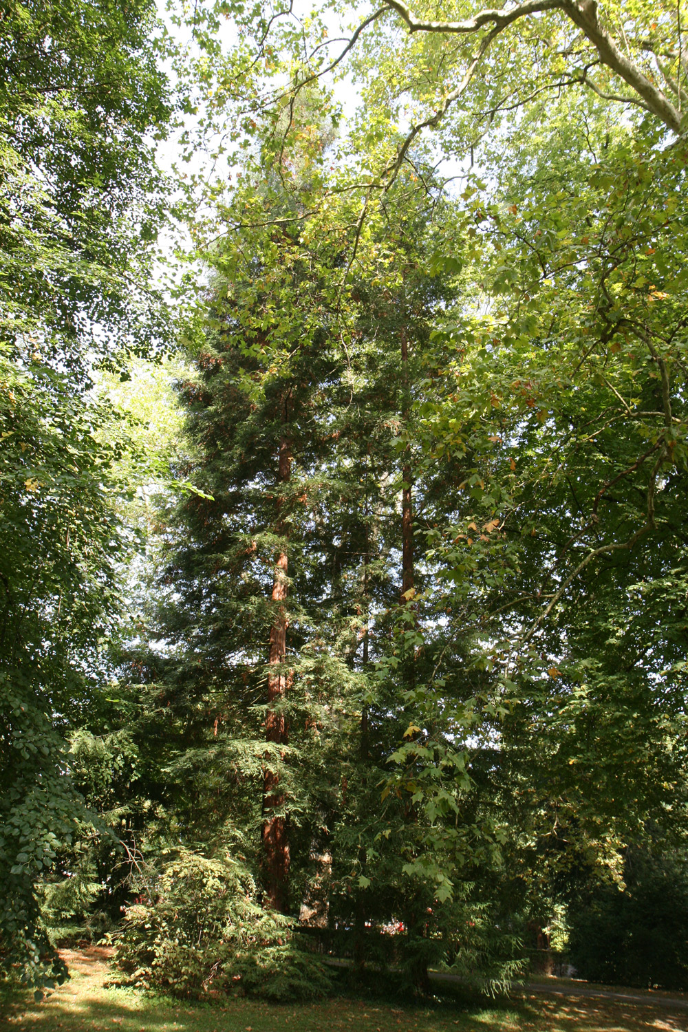 sempervirens Sequoia