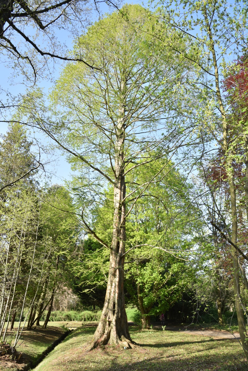 Metasequoia glyptostroboides - Berlin-Reinickendorf - 2019