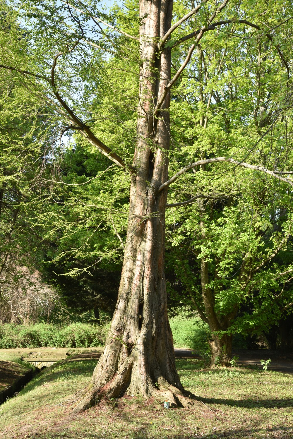 Metasequoia glyptostroboides - Berlin-Reinickendorf - 2019