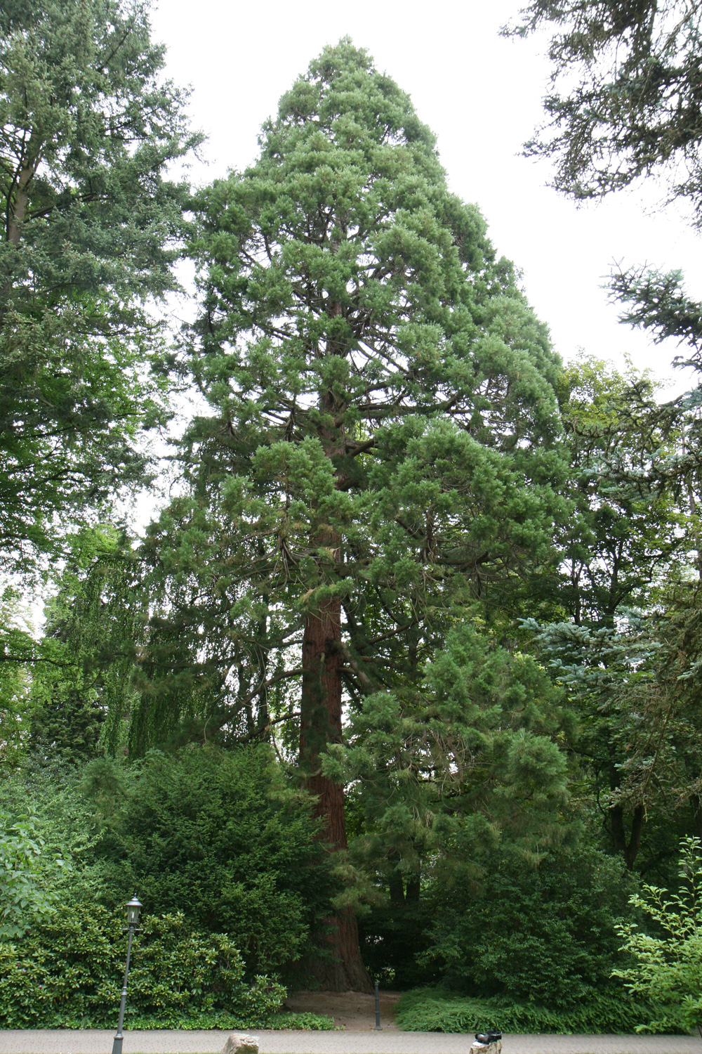 Sequoiadendron giganteum - Traben-Trarbach - Juni 2017