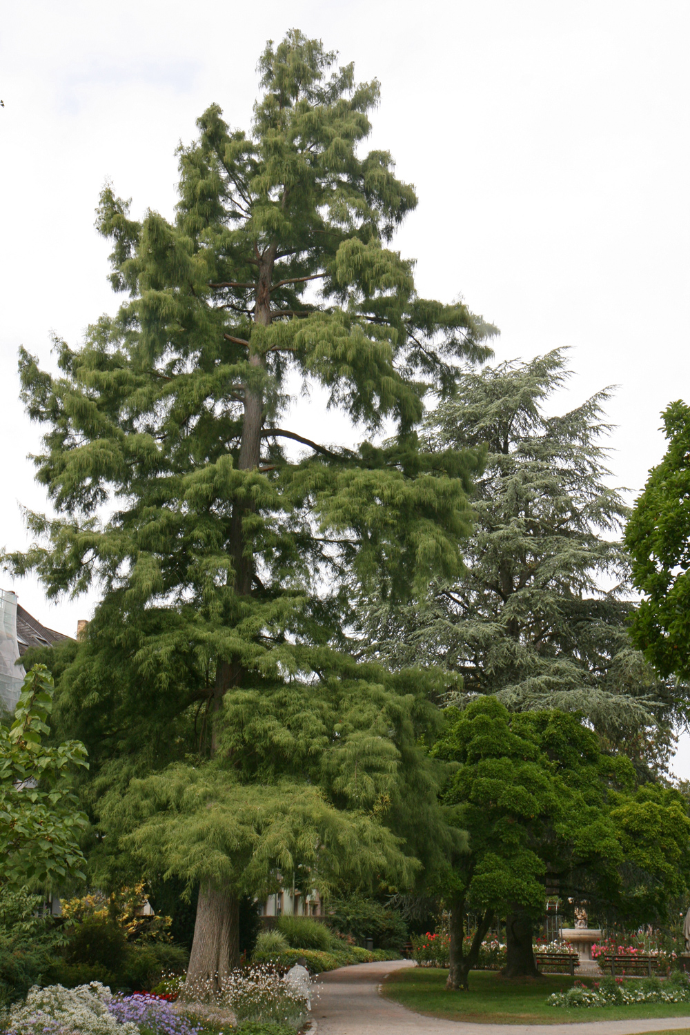 Taxodium distichum - Karlsruhe-Durlach - Sept. 2019
