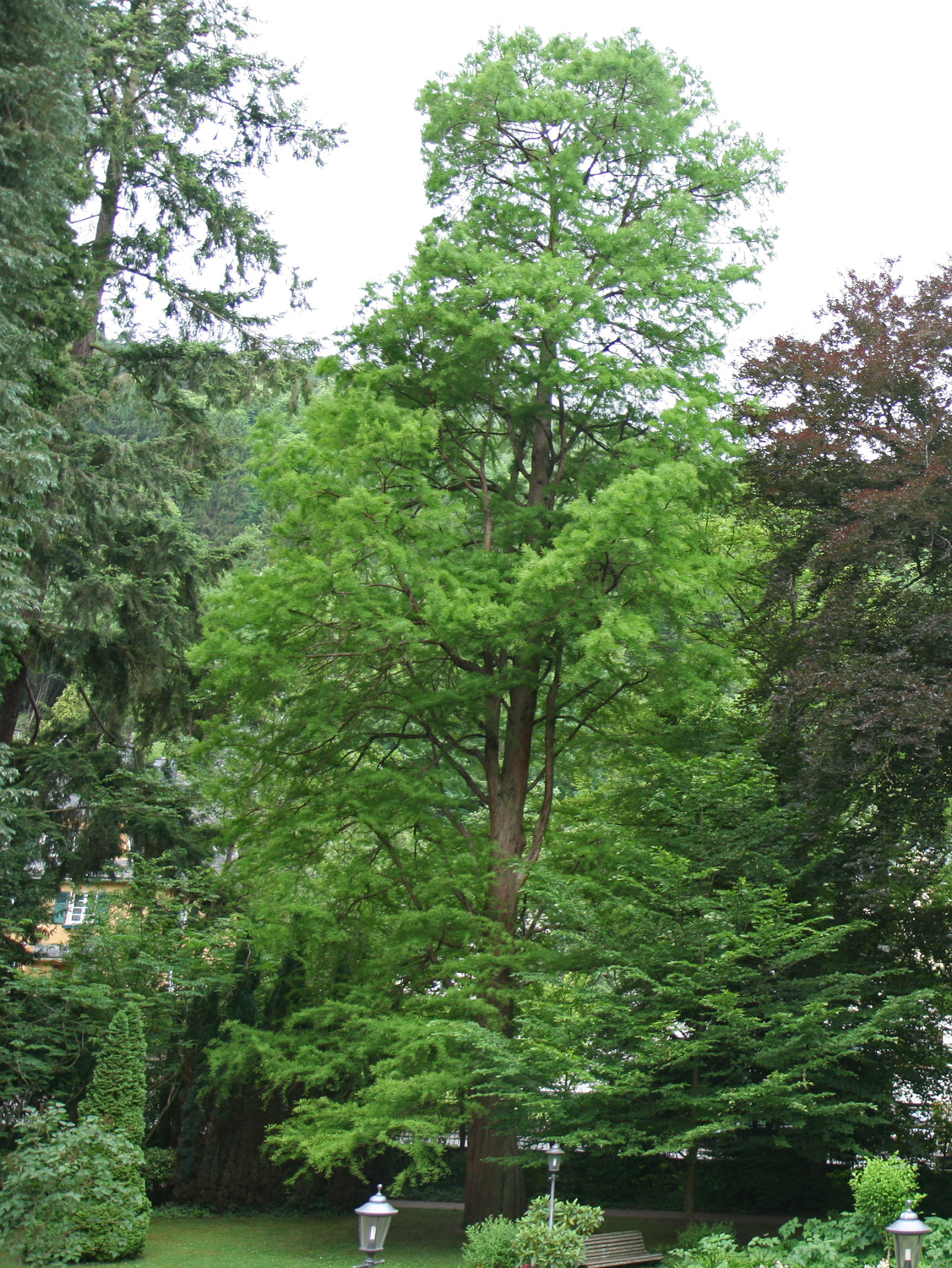 Taxodium distichum - Traben-Trarbach - Juni 2017