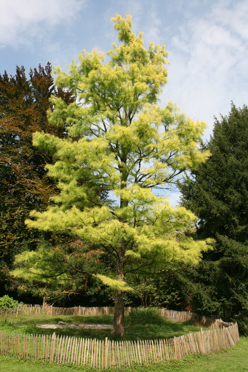 distichum Taxodium var. imbricarium
