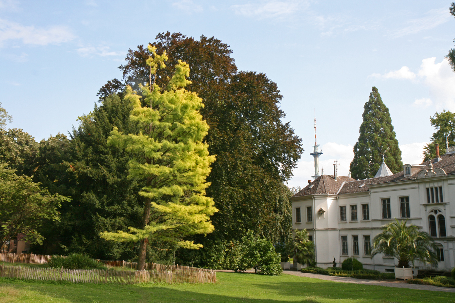 Taxodium distichum var. imbricarium - Lahr - Aug. 2019