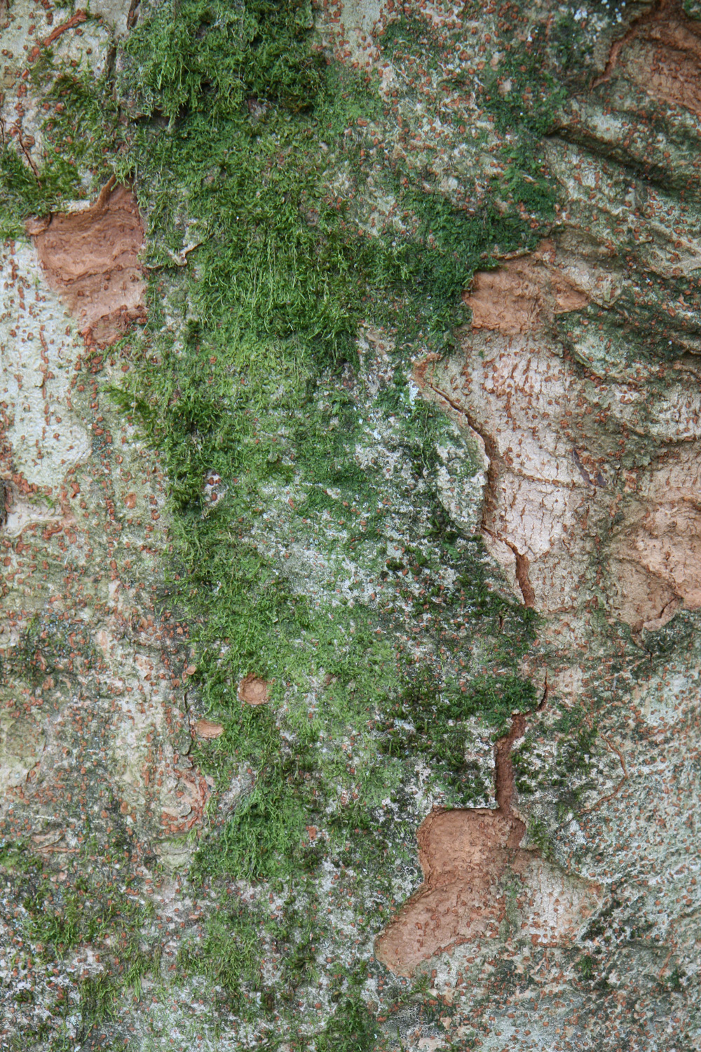 serrata Zelkova