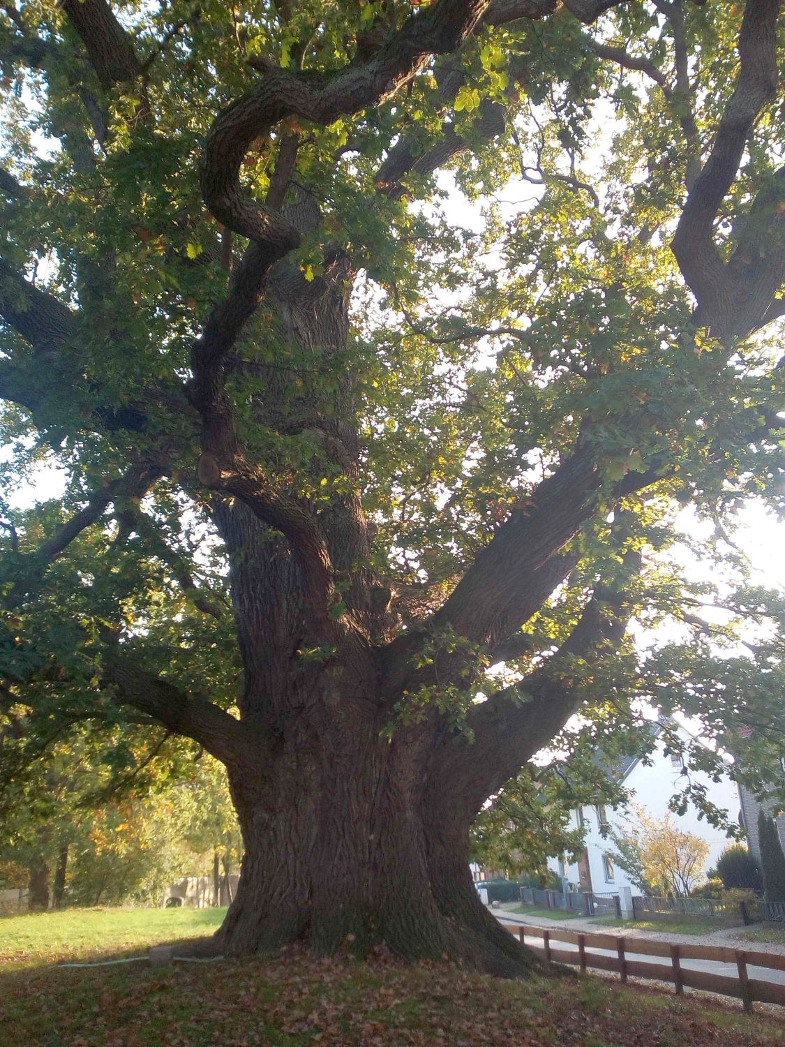 Stiel-Eiche - Asel - Oktober 2019
