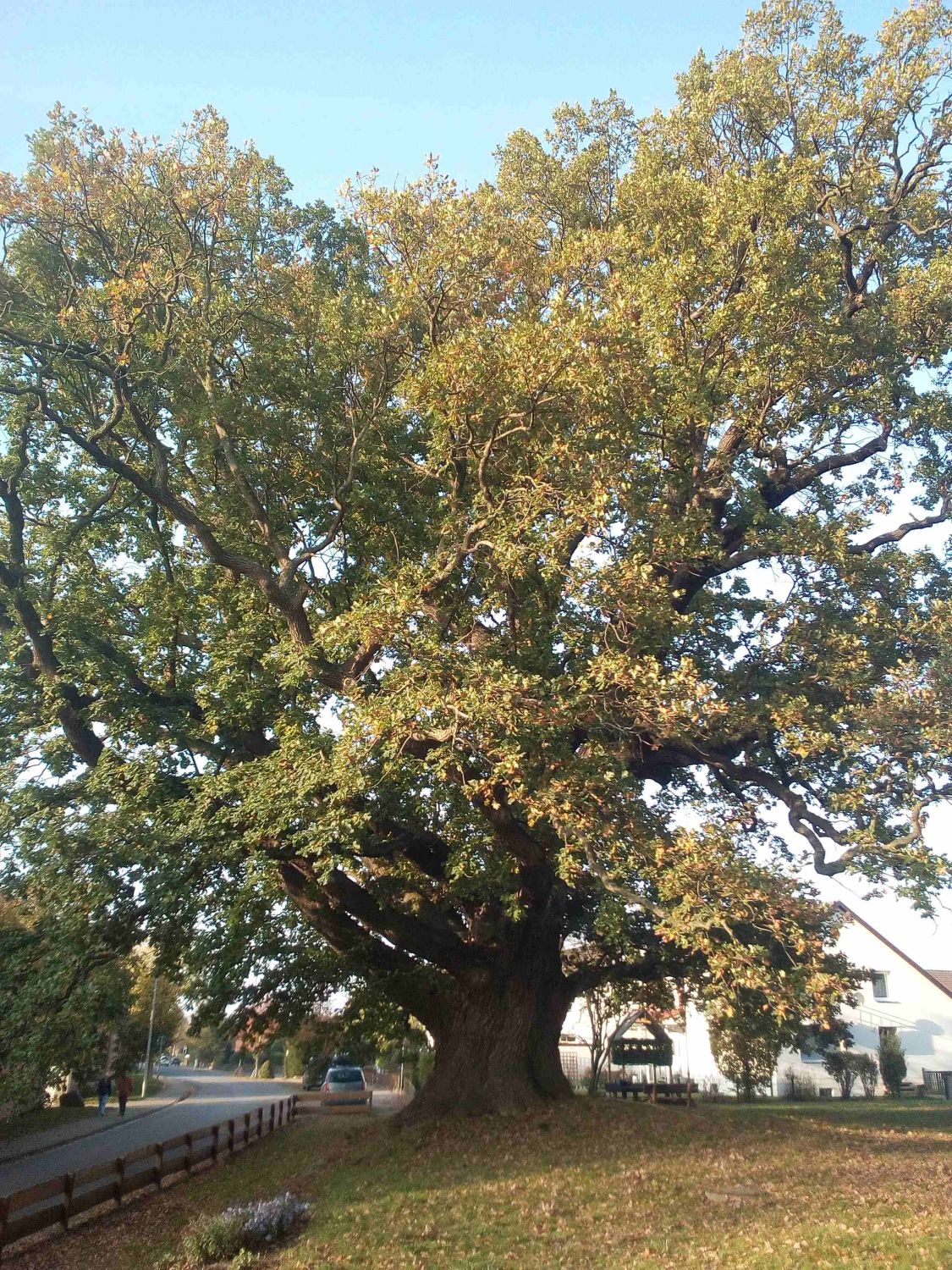 Stiel-Eiche - Asel - Oktober 2019