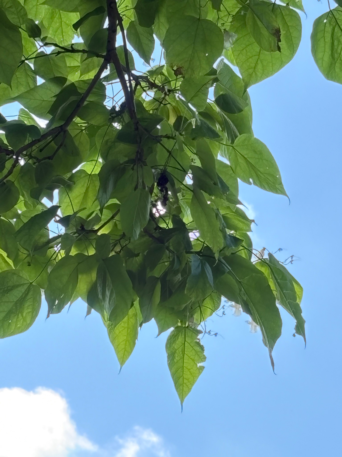 Catalpa speciosa - Kammlach, Höllberg 14 - Juni 2025