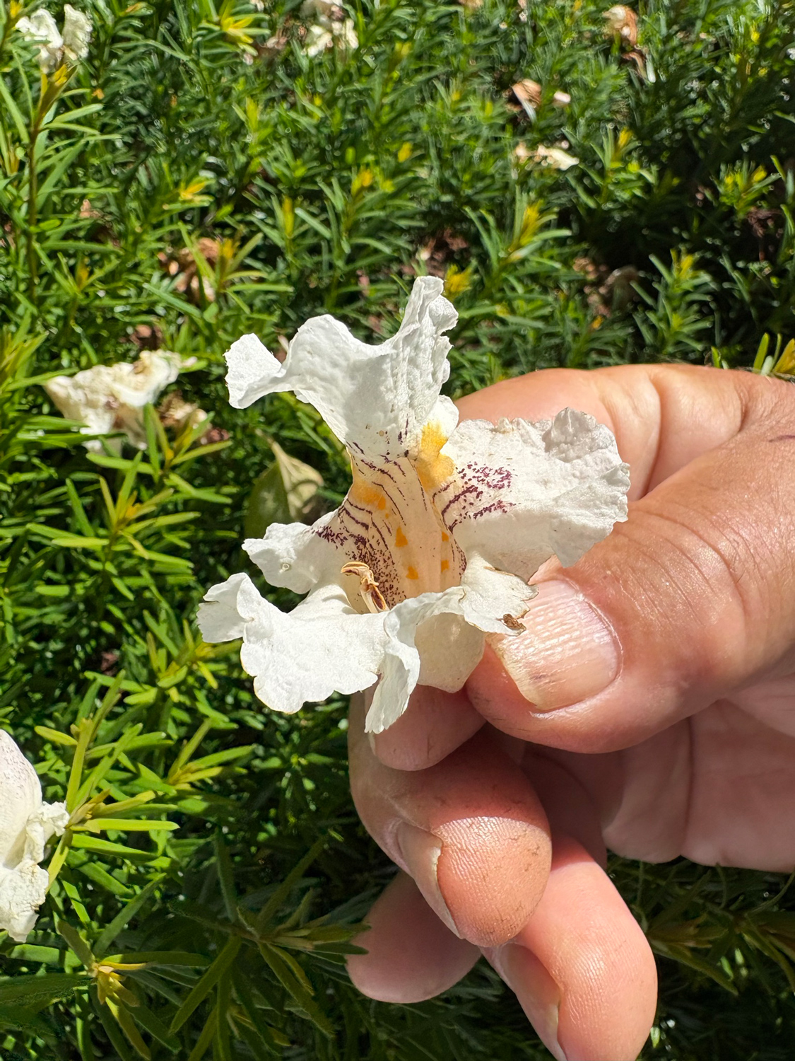 Catalpa speciosa - Kammlach, Höllberg 14 - Juni 2025