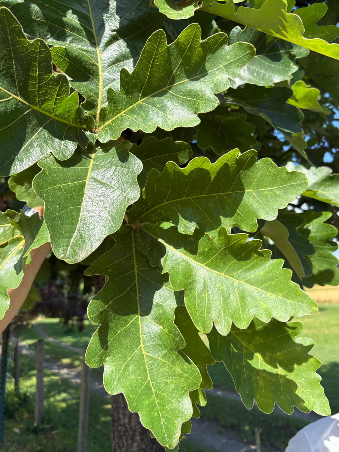 Quercus dentata 'Carl Ferris Miller' - Kammlach, Höllberg 14 - Juni 2025