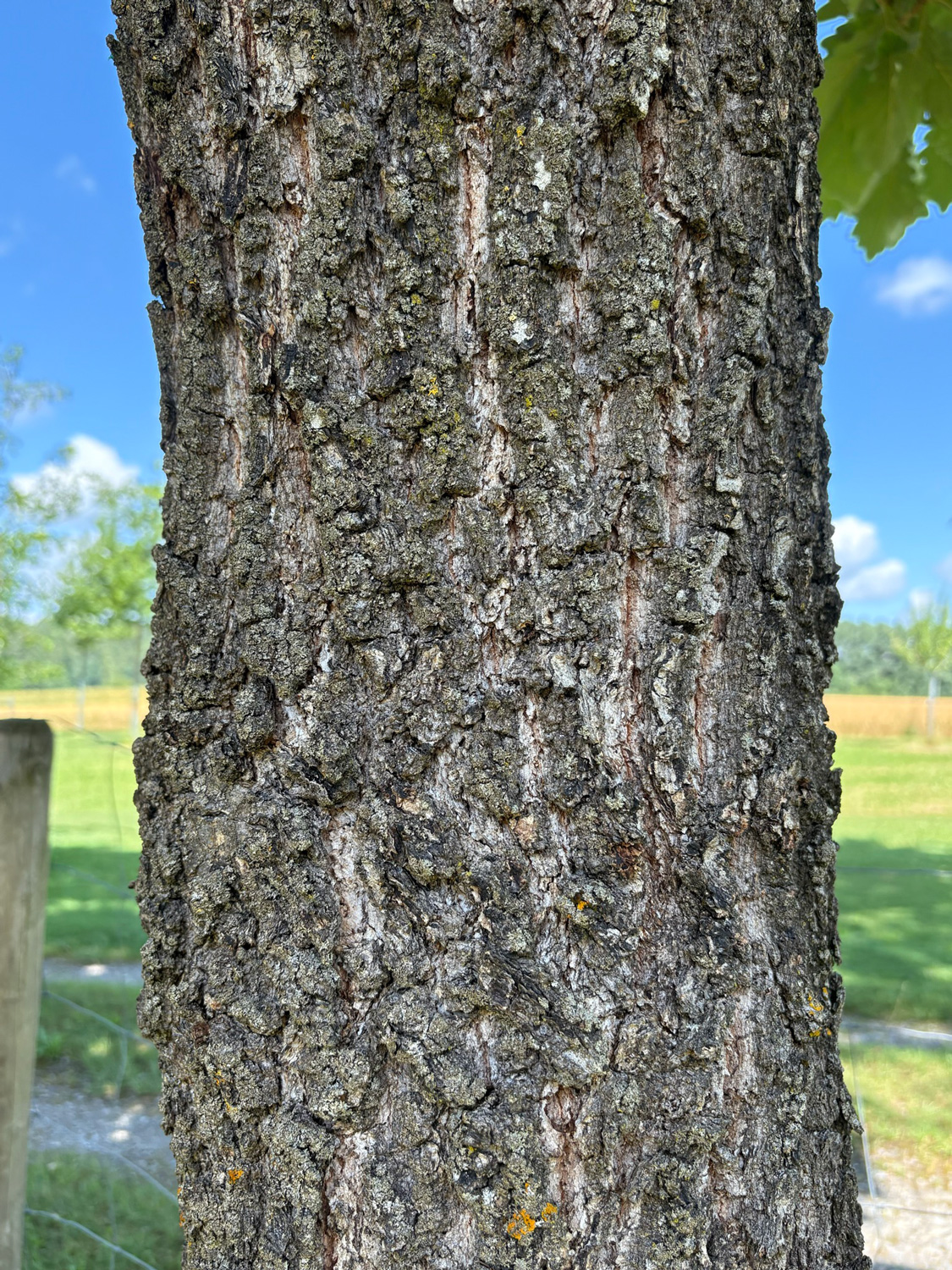 Quercus dentata 'Carl Ferris Miller' - Kammlach, Höllberg 14 - Juni 2025