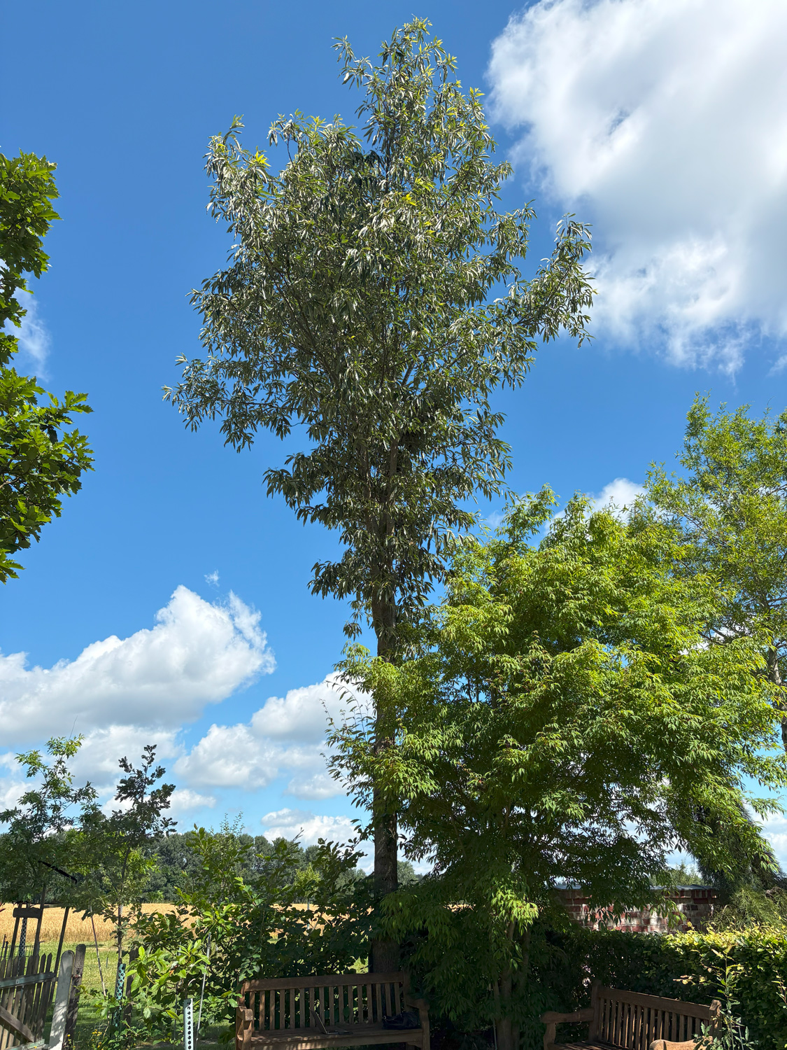 Quercus variabilis
