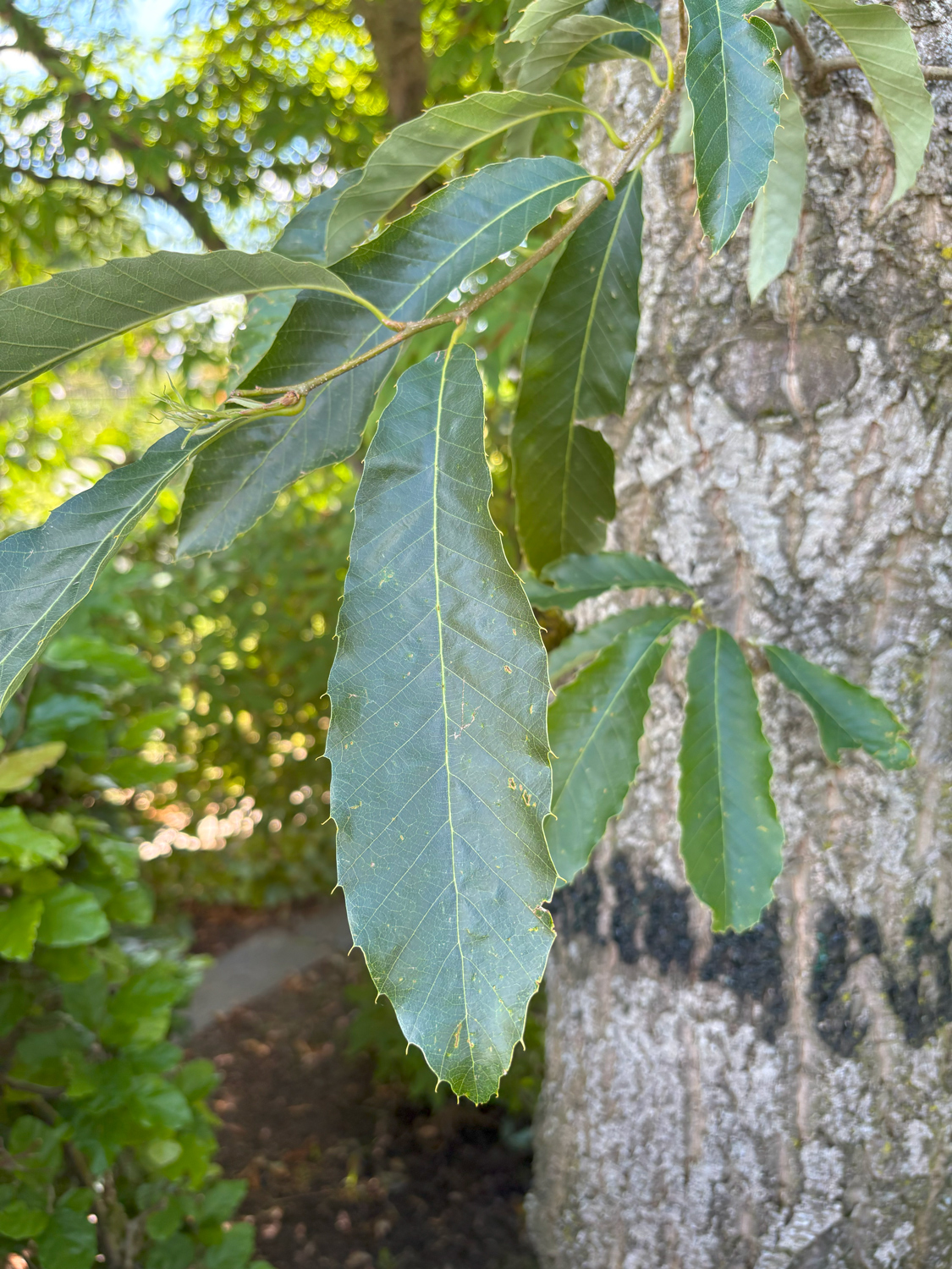 Quercus variabilis - Kammlach, Höllberg 14 - Juni 2025