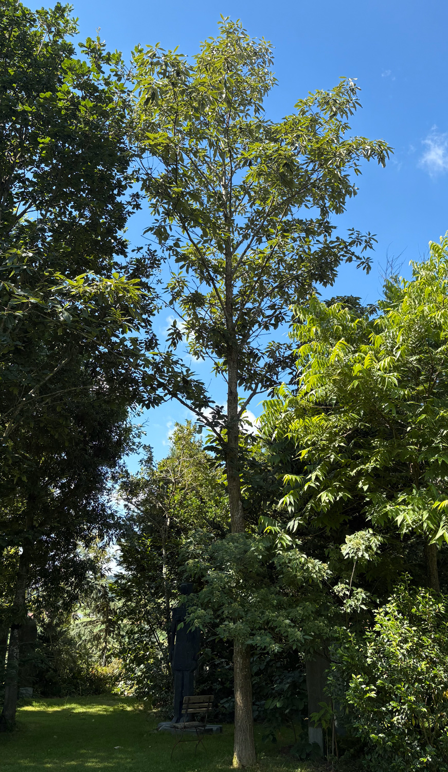 aliena Quercus