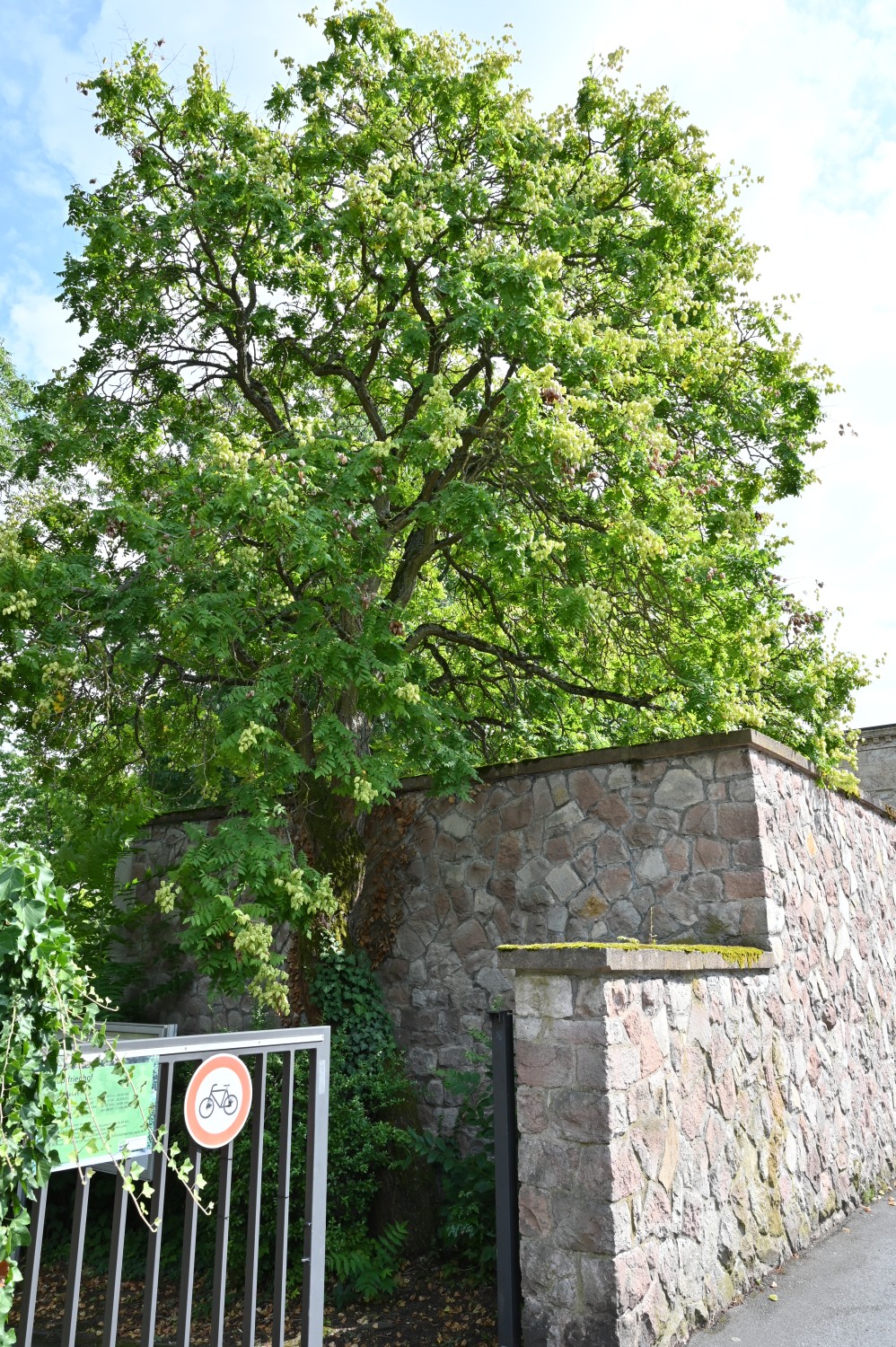 Koelreuteria paniculata - Hauptfriedhof Mainz - Juli 2025