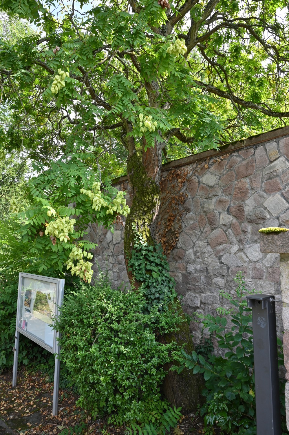 Koelreuteria paniculata - Hauptfriedhof Mainz - Juli 2025