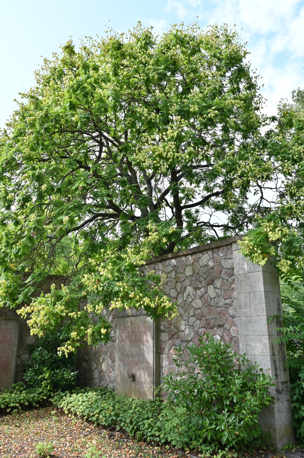 Koelreuteria paniculata - Hauptfriedhof Mainz - Juli 2025