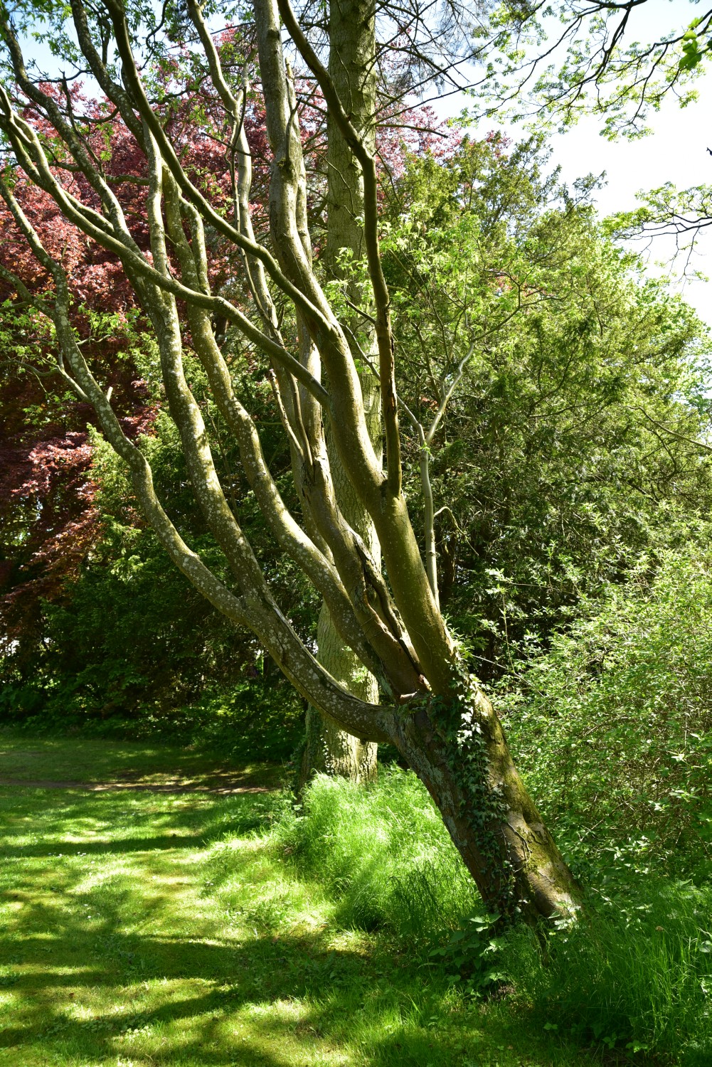 alpinum Laburnum