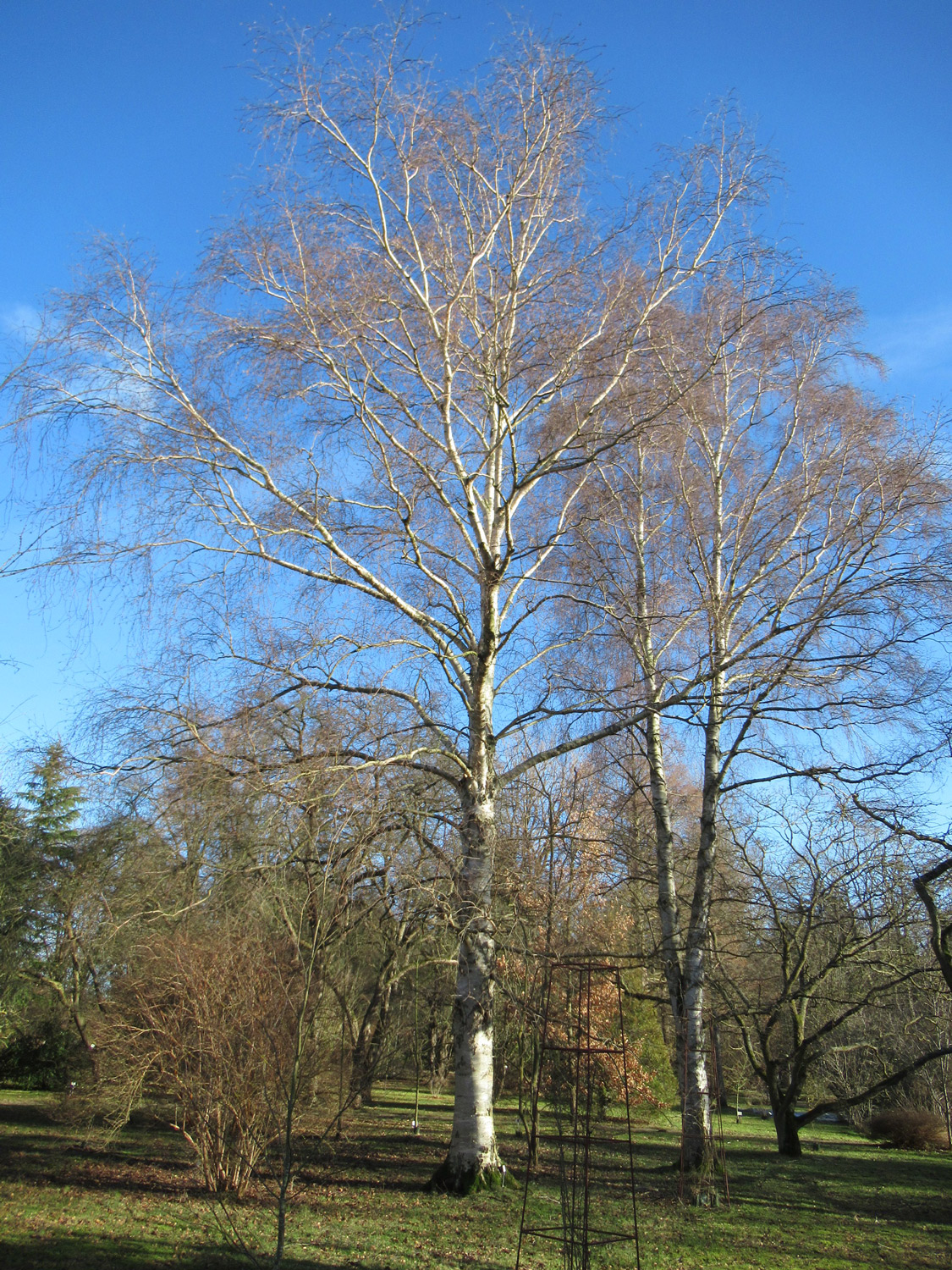 albo-sinensis Betula