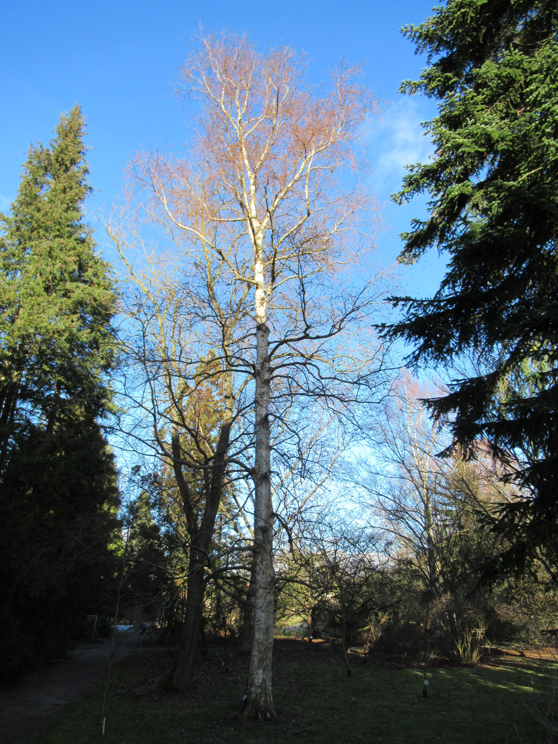 Betula costata