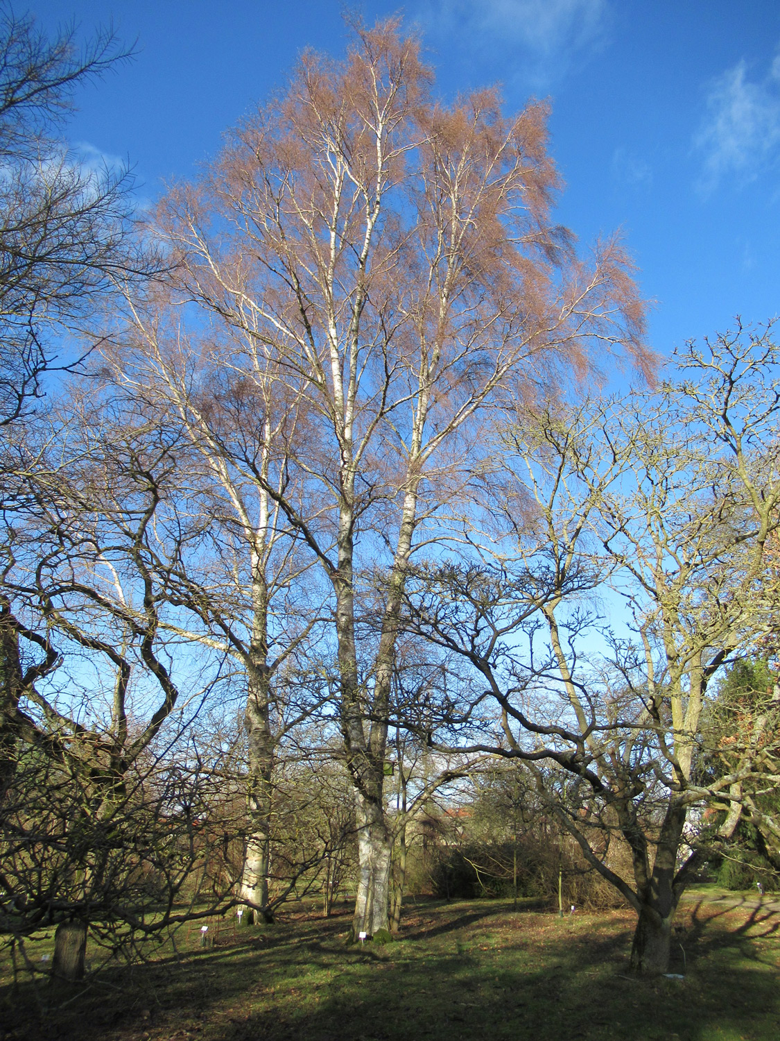 Betula szechuanica
