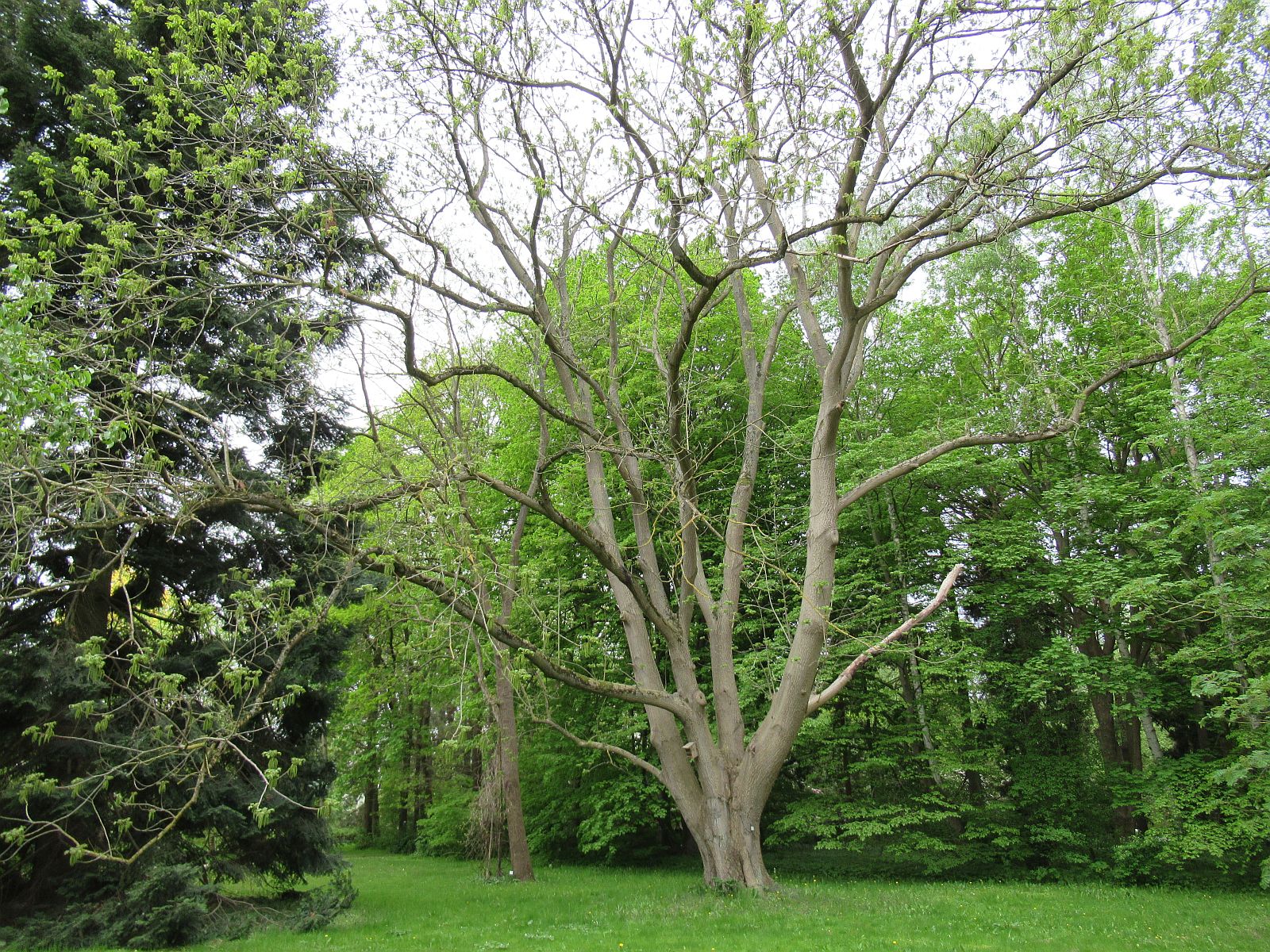 cinerea Juglans