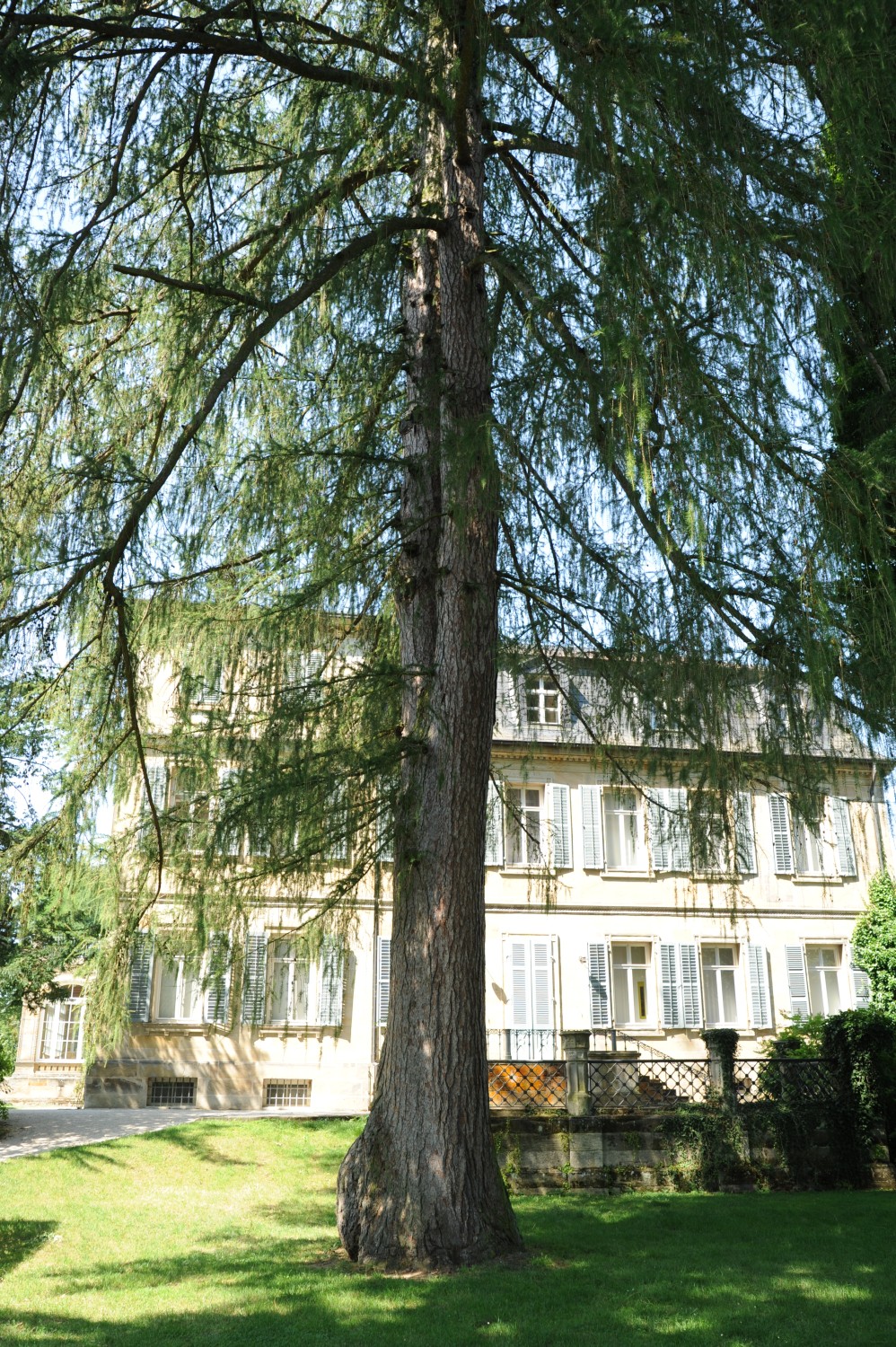 decidua Larix