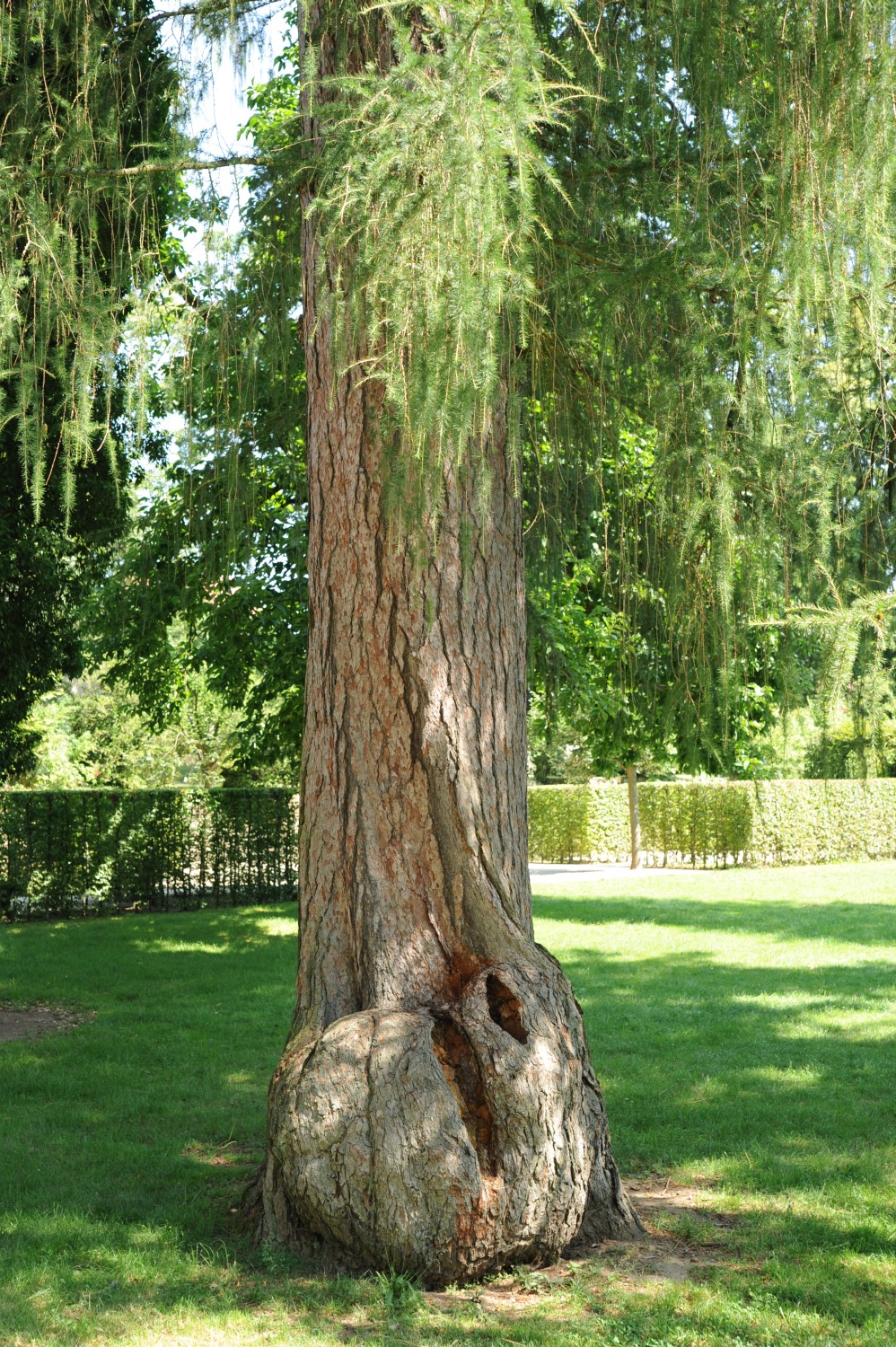Larix decidua - Eckersdorf-Donndorf - Sommer 2013