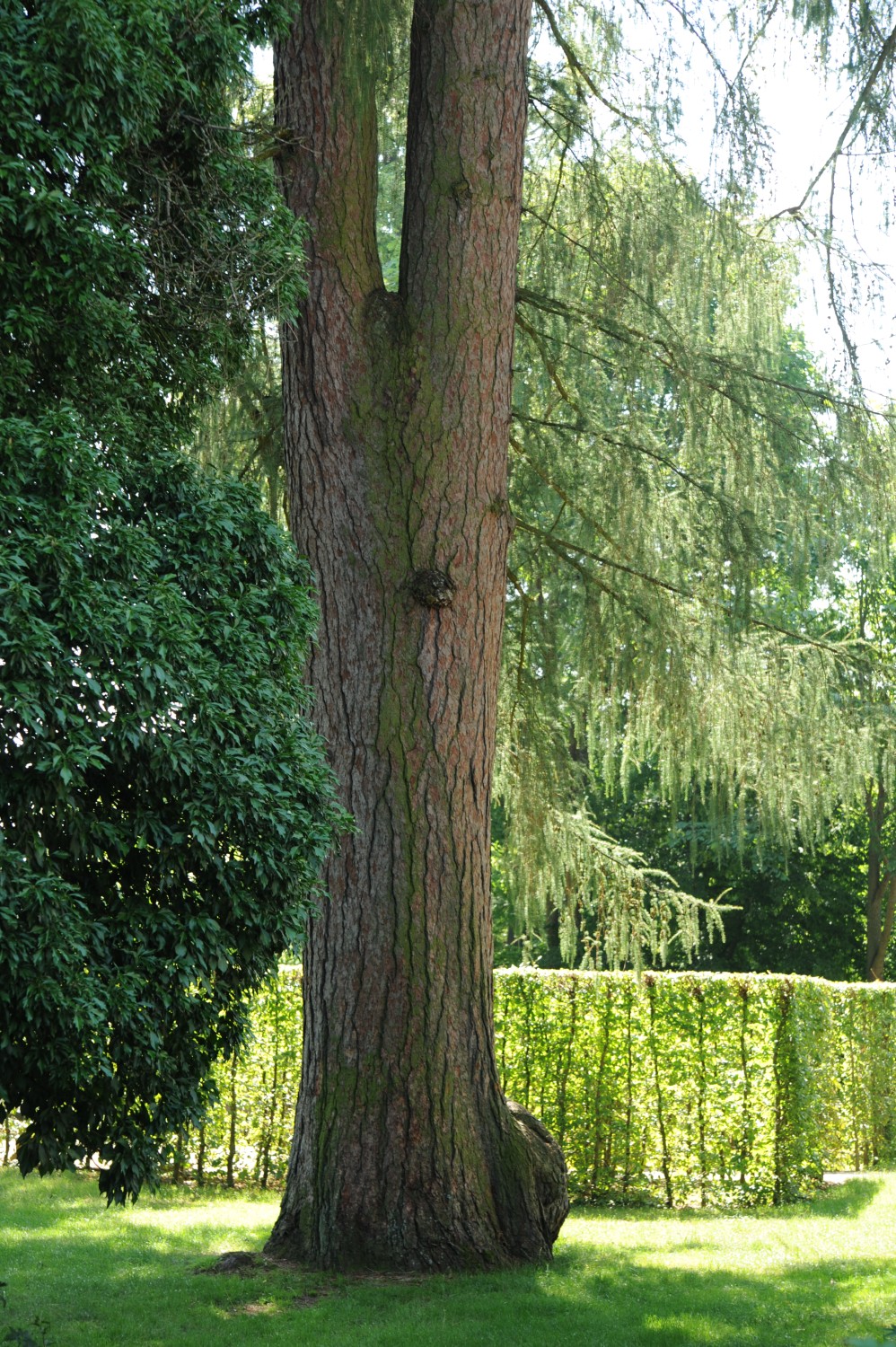 Larix decidua - Eckersdorf-Donndorf - Sommer 2013