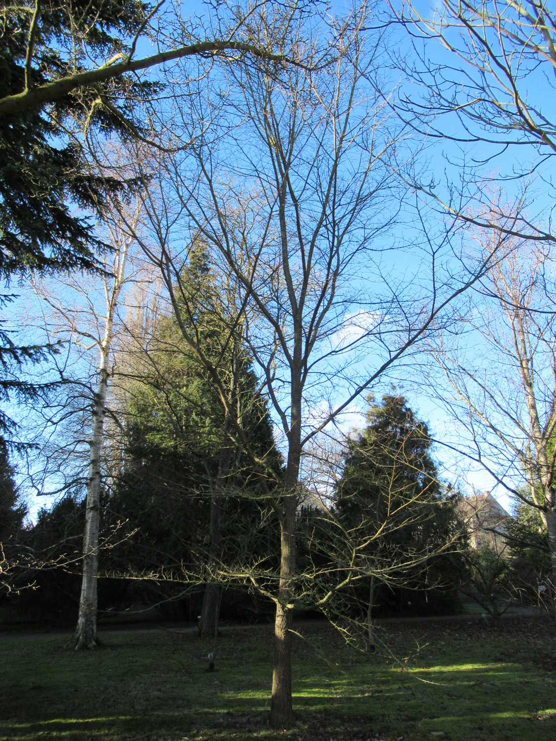 japonica Ulmus