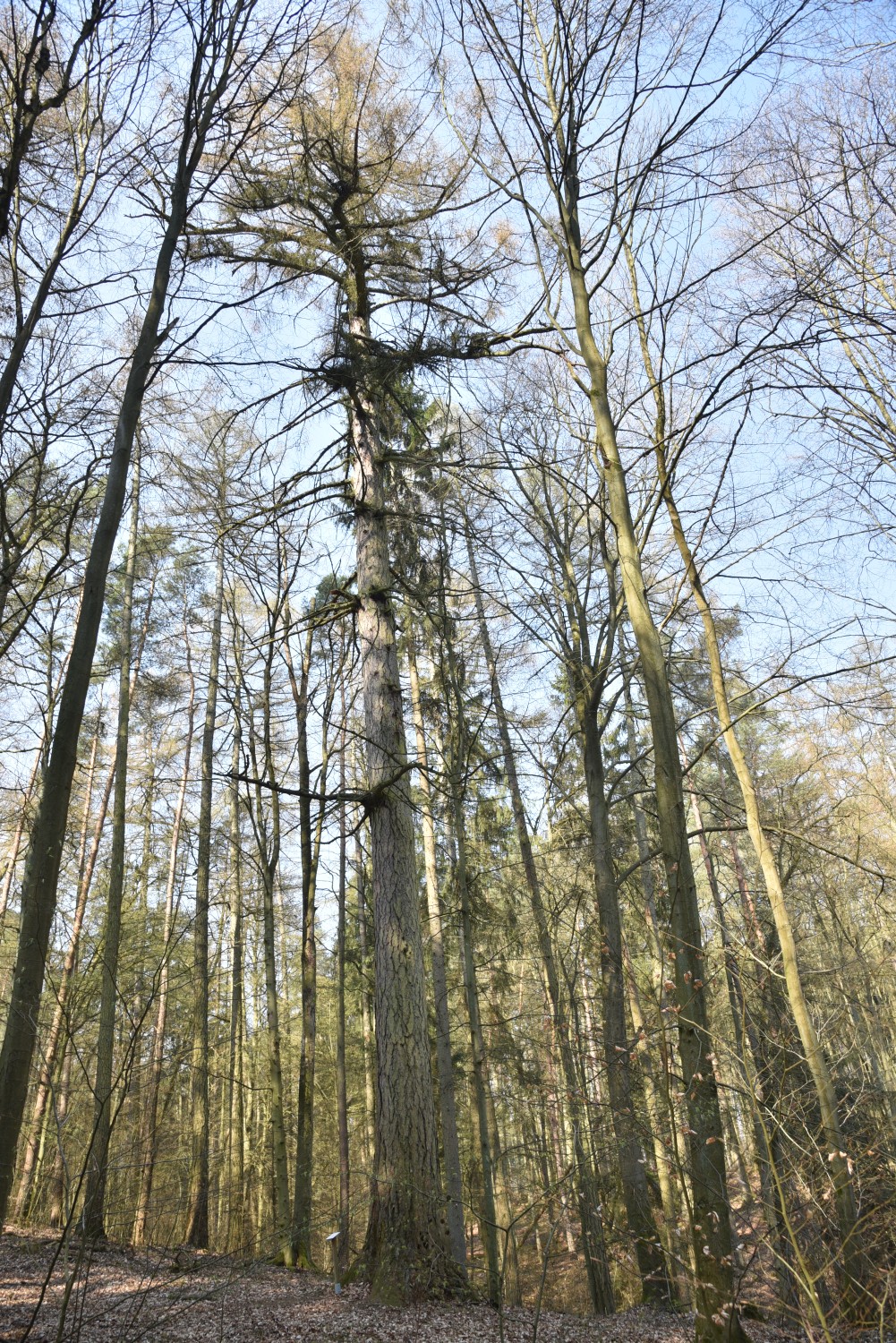 Larix decidua - Mahlendorf - April 2019