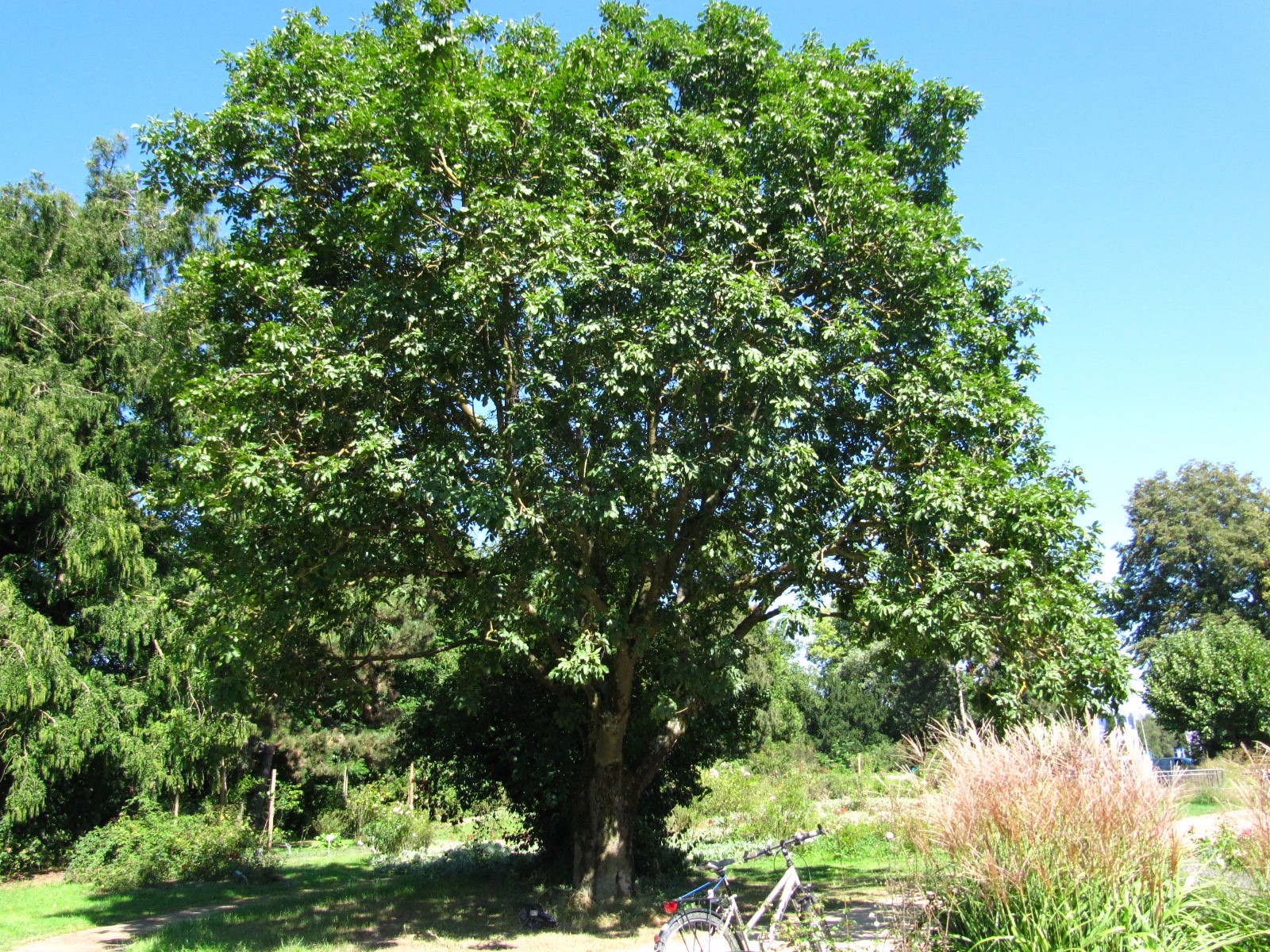 Fraxinus ornus