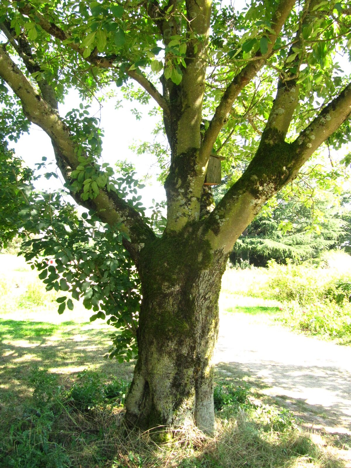 Fraxinus ornus - Trier, Nell's Park - Aug. 2024