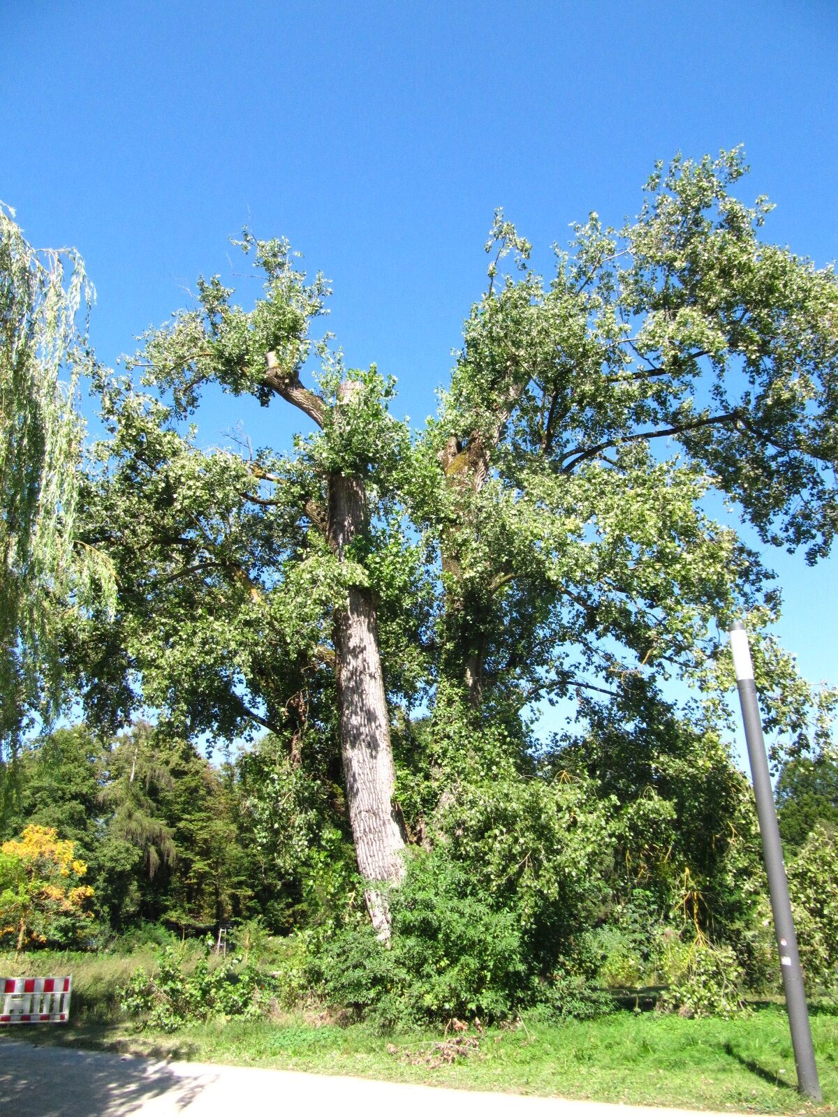 'Marilandica' × canadensis Populus