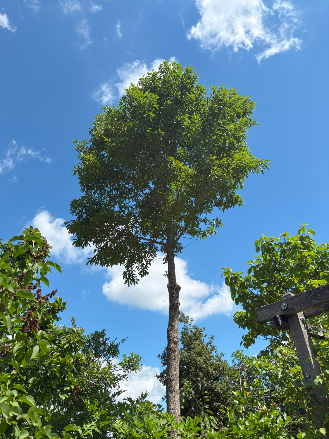 acutissima Quercus