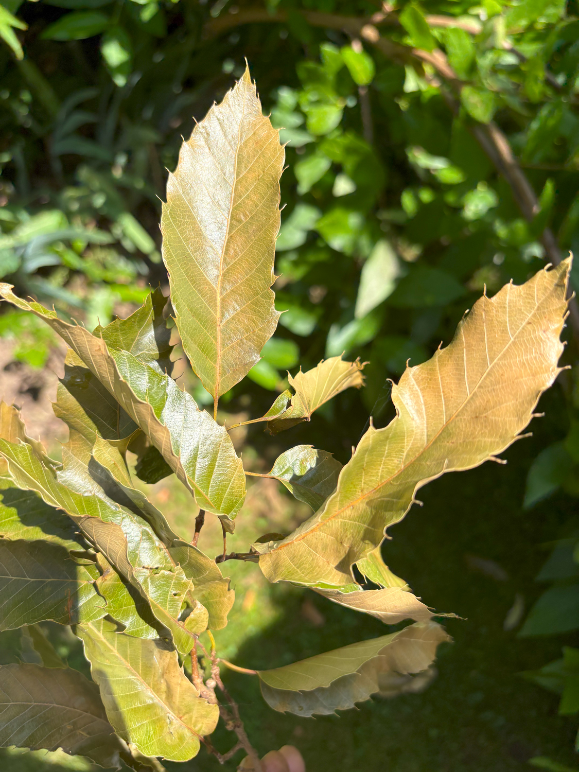 Quercus acutissima - Kammlach, Höllberg 14 - Juni 2025