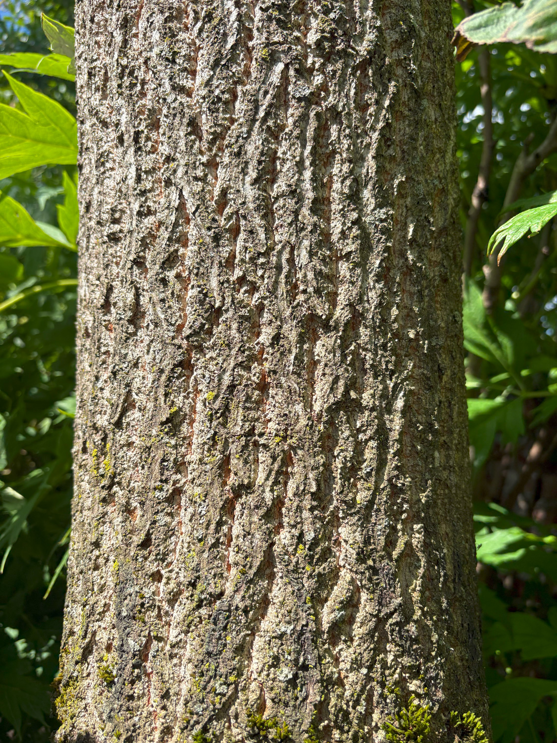 Quercus acutissima - Kammlach, Höllberg 14 - Juni 2025