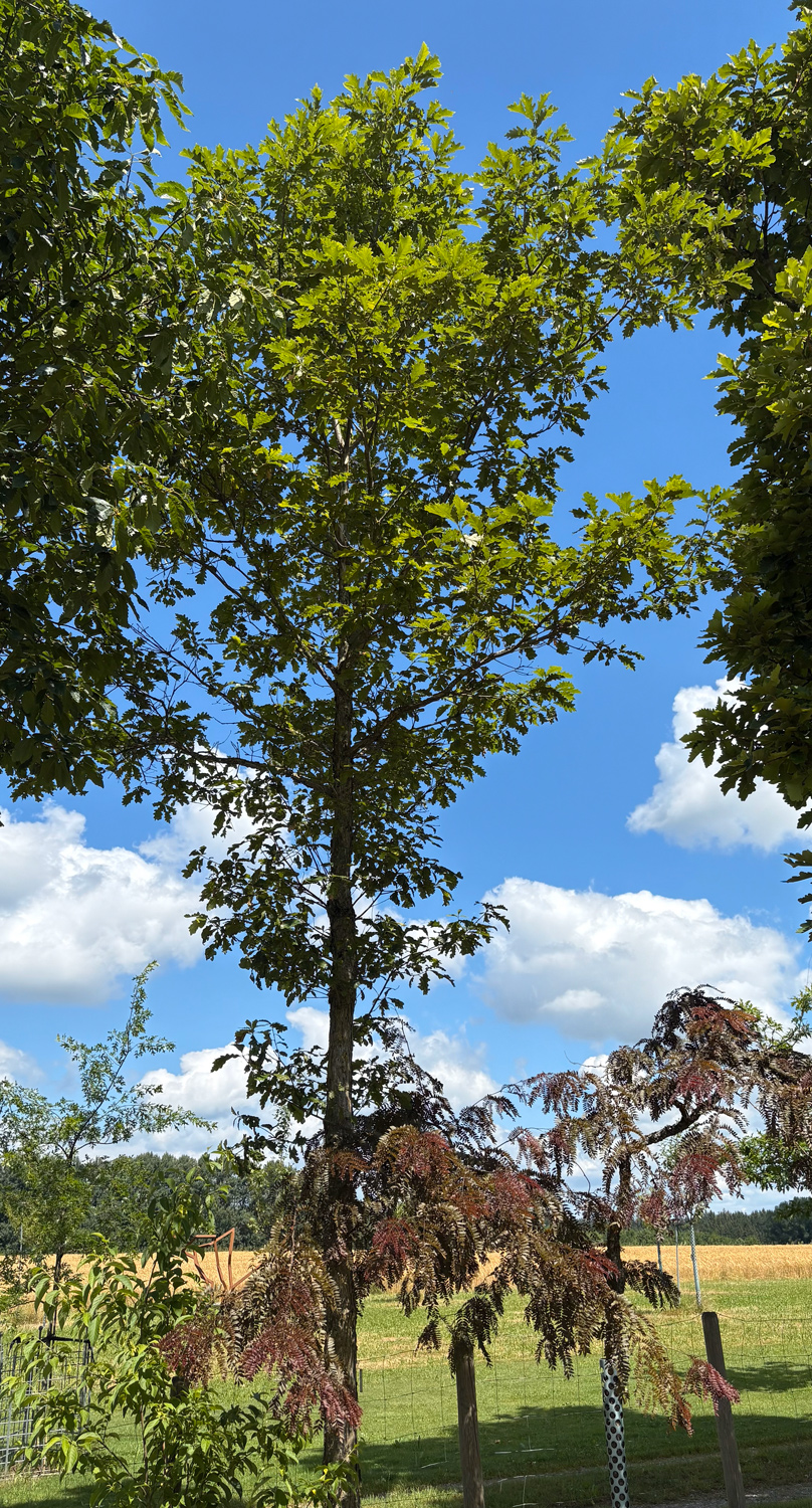 bicolor Quercus