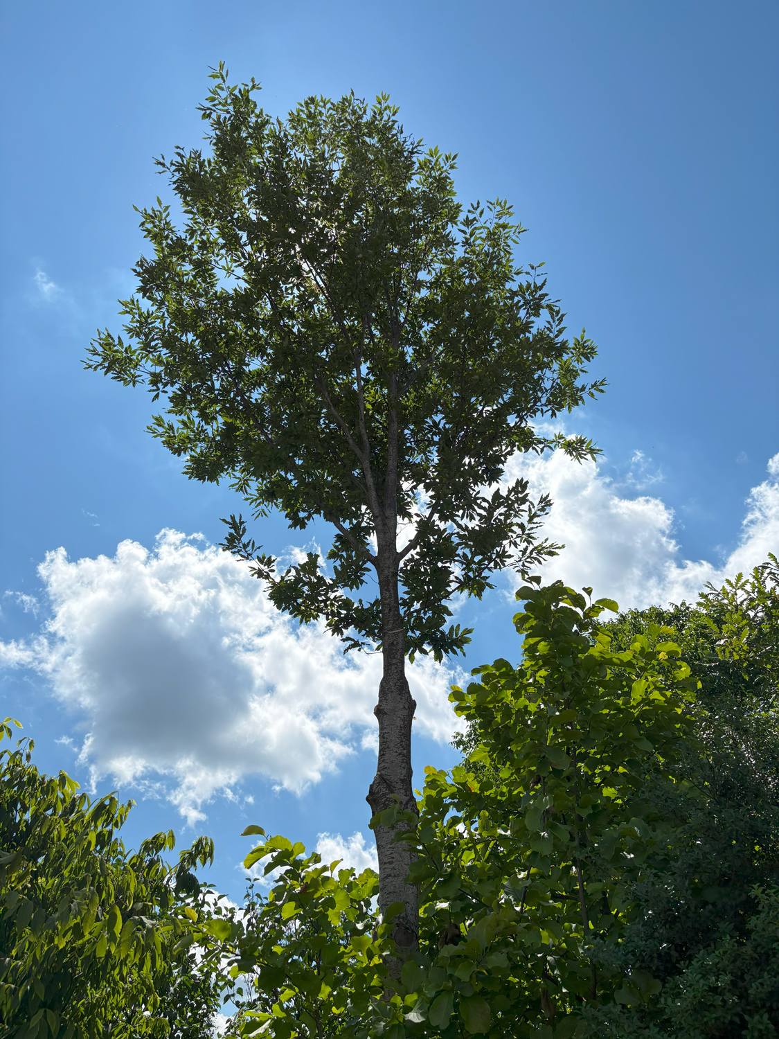 castaneifolia Quercus