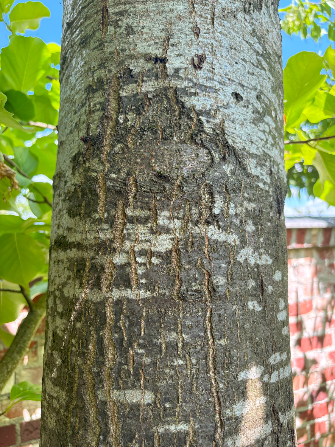 Quercus castaneifolia - Kammlach, Höllberg 14 - Juni 2025