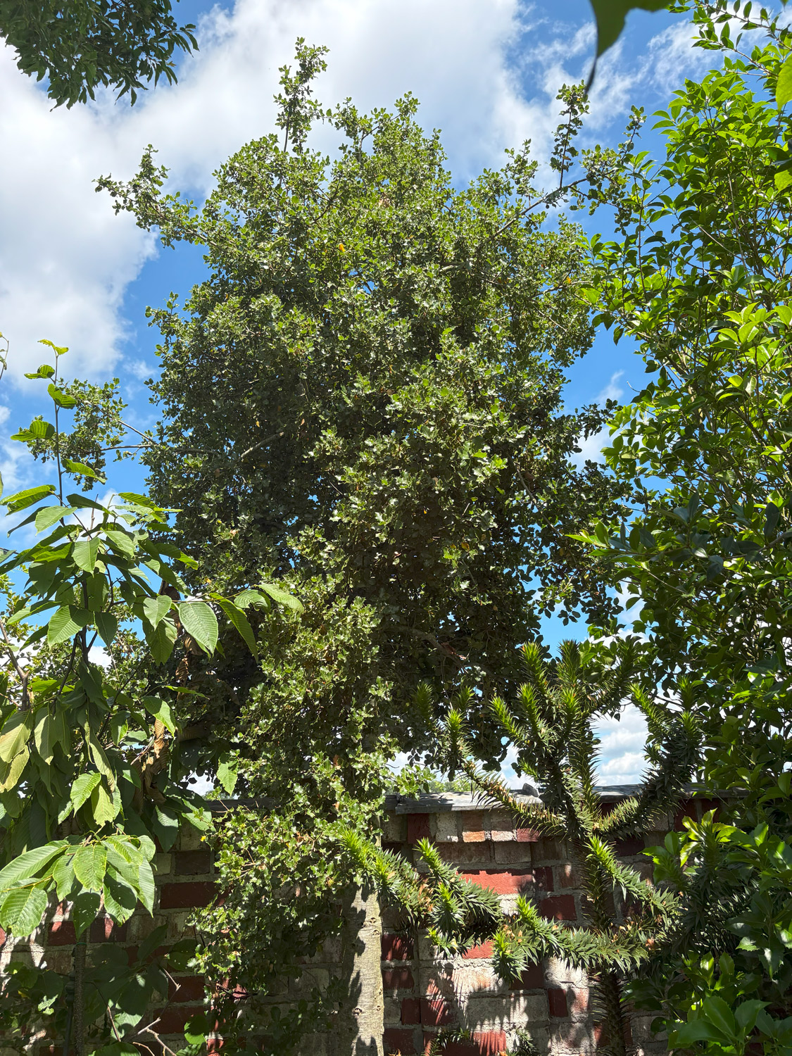 coccifera Quercus