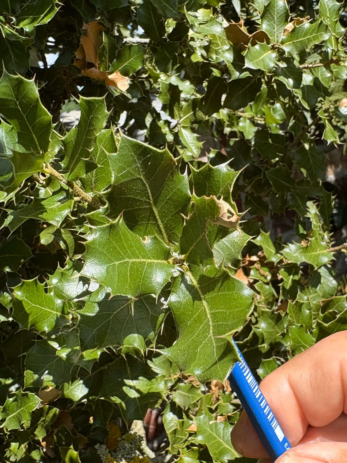 Quercus coccifera - Kammlach, Höllberg 14 - Juni 2025