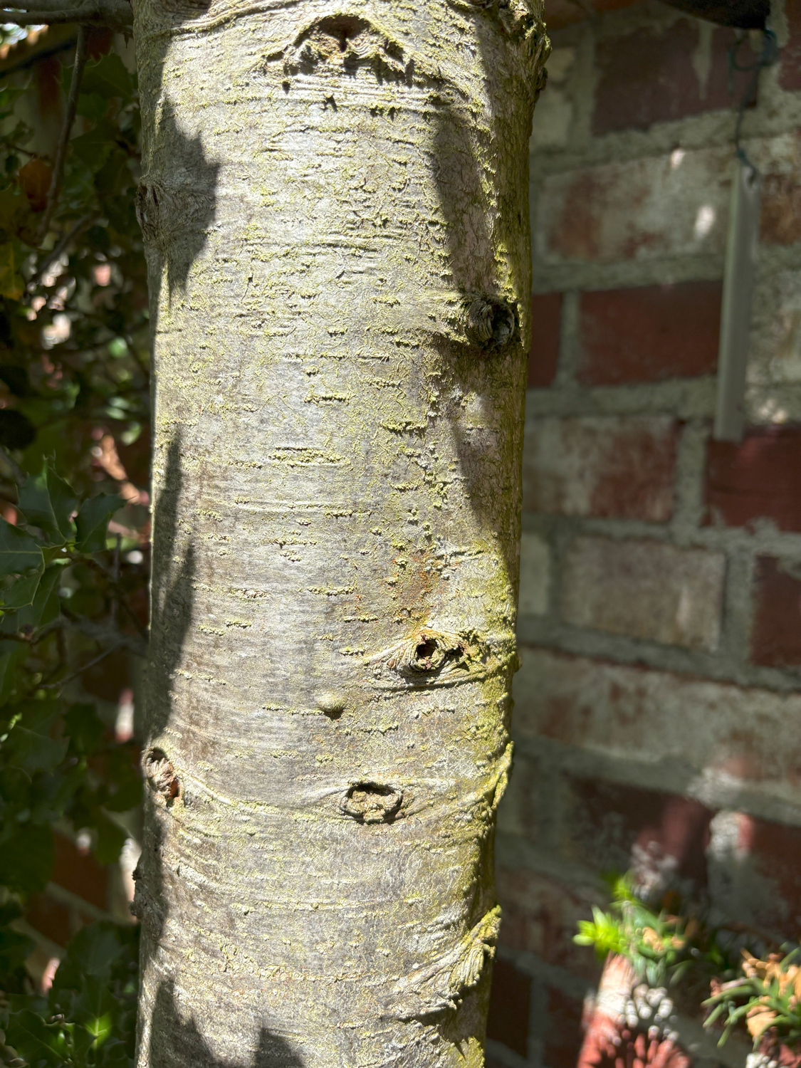 Quercus coccifera - Kammlach, Höllberg 14 - Juni 2025