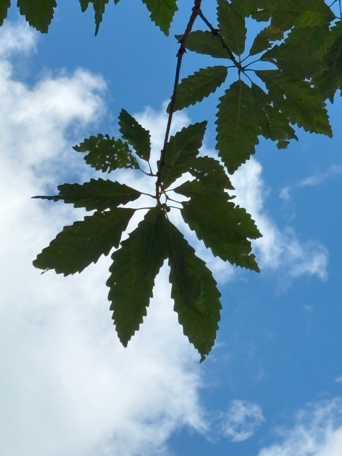 Quercus ellipsoidalis - Kammlach, Höllberg 14 - Juni 2025