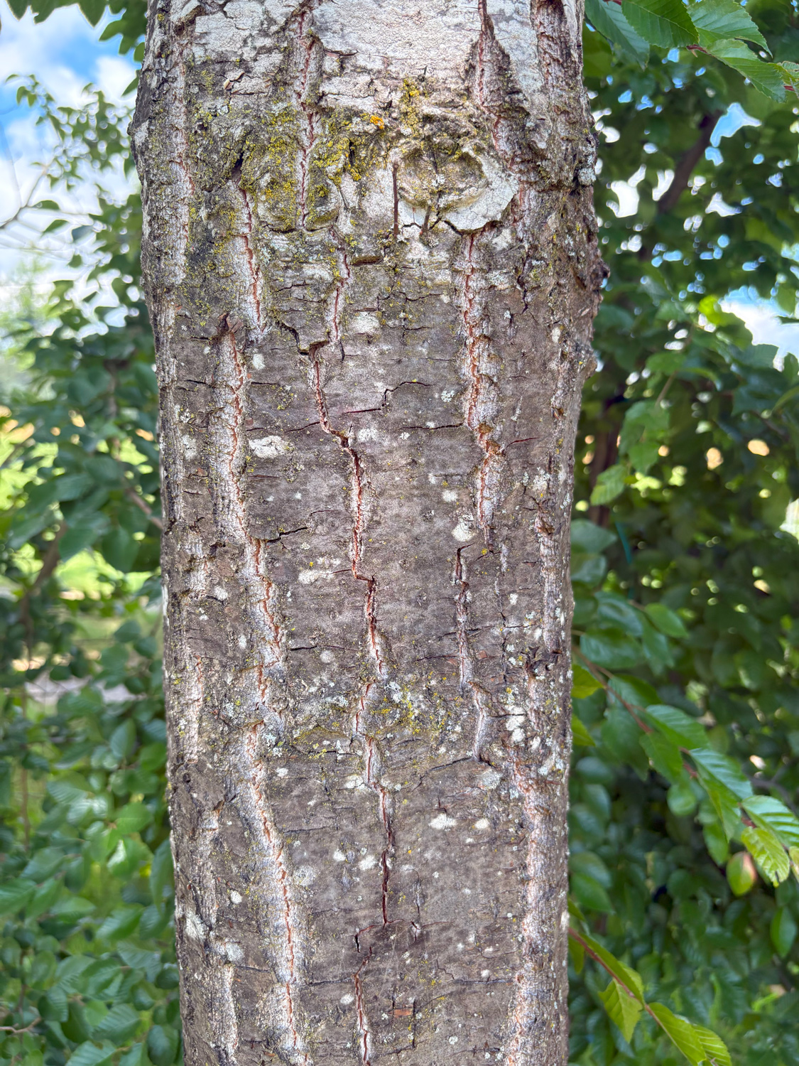 Quercus ellipsoidalis - Kammlach, Höllberg 14 - Juni 2025