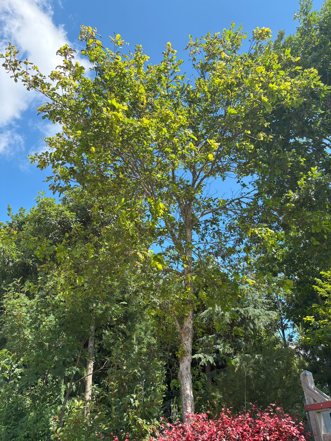 michauxii Quercus