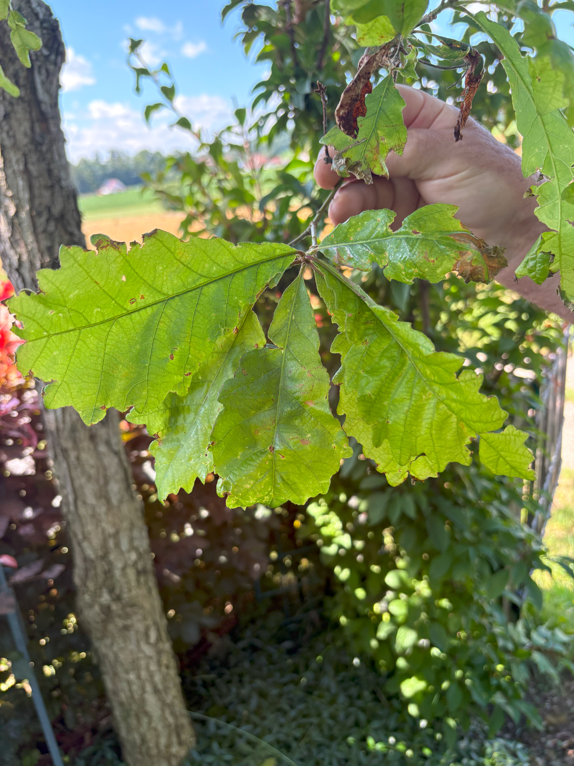 Quercus michauxii - Kammlach, Höllberg 14 - Juni 2025